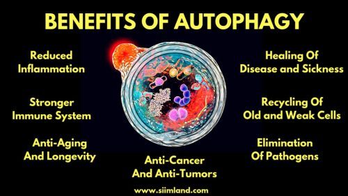 Benefits of Autophagy